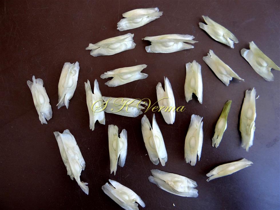  Seeds